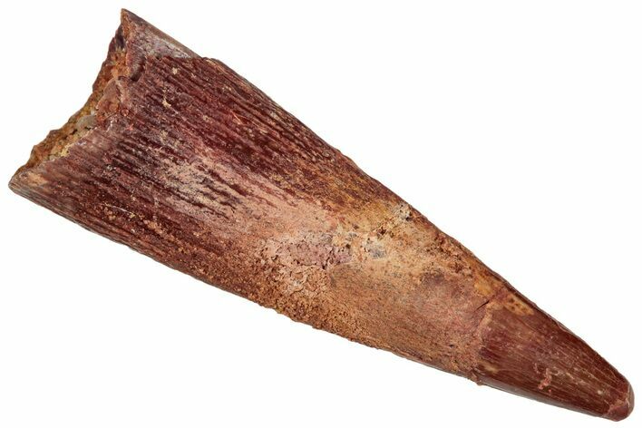 Fossil Pterosaur (Siroccopteryx) Tooth - Morocco #268979